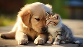 Pet Products